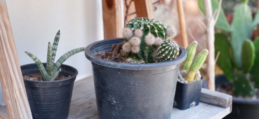 Cactuses,In,Pots,Giving,Summer,Vibes